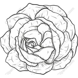 Elegant Rose