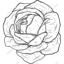 Elegant Hand-Drawn Rose