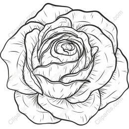 Elegant Line Art Rose