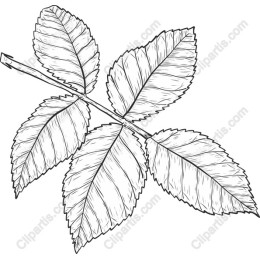 Rose Leaf