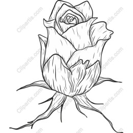 Elegant Hand-Drawn Rose