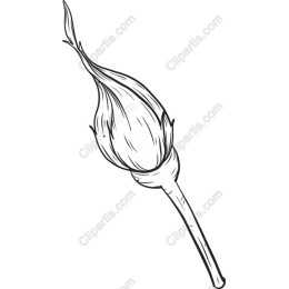 Elegant Rosebud