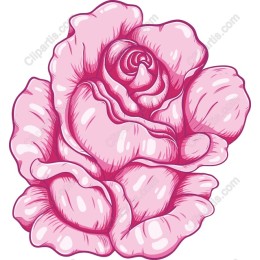 Elegant Pink Rose