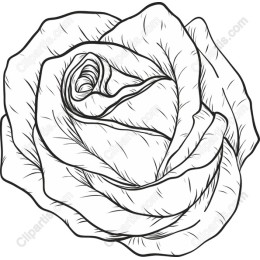 Elegant Hand-Drawn Rose