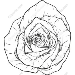 Elegant Rose Line Art