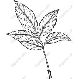Botanical Leaf
