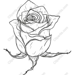 Elegant Rose Drawing