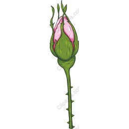 Elegant Flower Bud