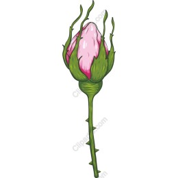 Elegant Pink Rosebud