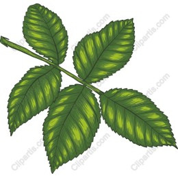 Lush Green Leaf