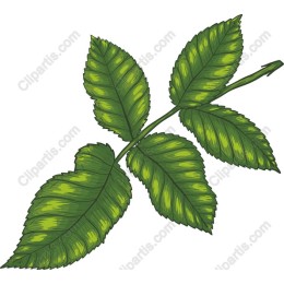 Lush Green Rose Leaf