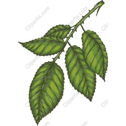 Lush Green Leaf Branch