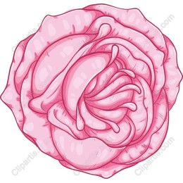 Pink Rose