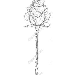 Elegant Hand-Drawn Rose