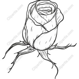 Elegant Black and White Rose