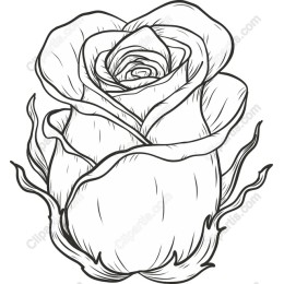 Elegant Rose