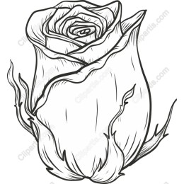 Elegant Hand-Drawn Rose