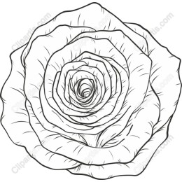 Elegant Hand-Drawn Rose