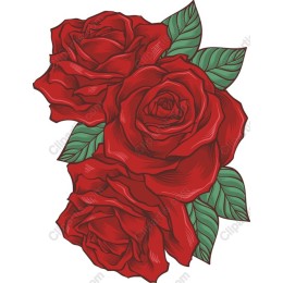 Elegant Red Rose
