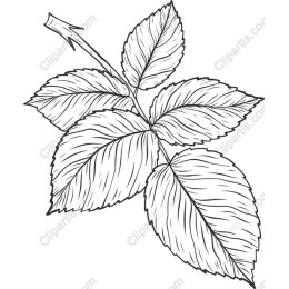 Rose Leaf