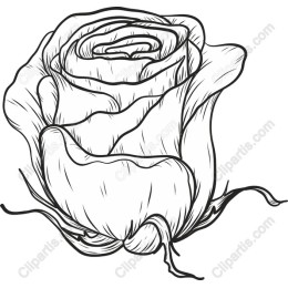 Elegant Hand-Drawn Rose