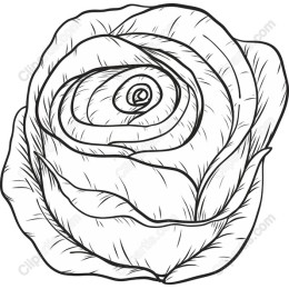 Elegant Rose