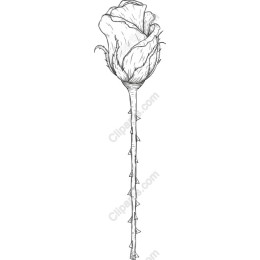 Elegant Rose Line Art