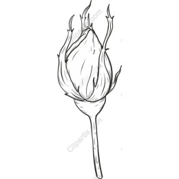 Elegant Rosebud