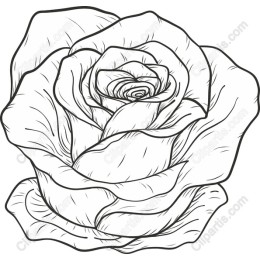 Elegant Hand-Drawn Rose