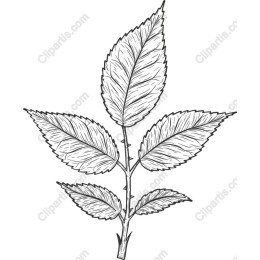 Hand-Drawn Rose Leaf