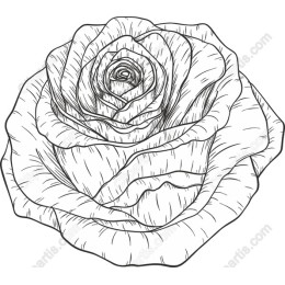 Hand-Drawn Rose
