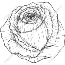 Elegant Hand-Drawn Rose