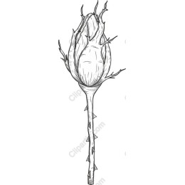 Elegant Rosebud