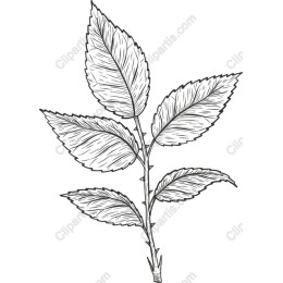 Hand-Drawn Rose Leaf