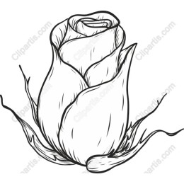 Elegant Rose Line Art