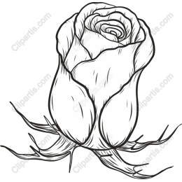 Elegant Rose Sketch