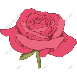 Elegant Pink Rose