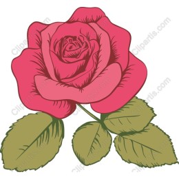 Elegant Pink Rose