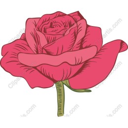 Pink Rose
