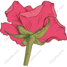 Vibrant Blooming Rose