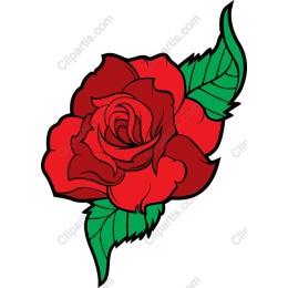 Vibrant Red Rose
