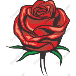 Classic Red Rose