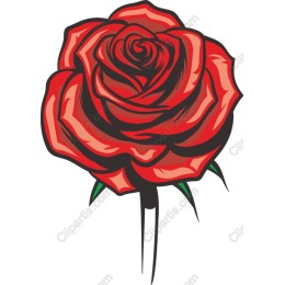 Elegant Red Rose