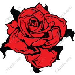 Exquisite Red Rose