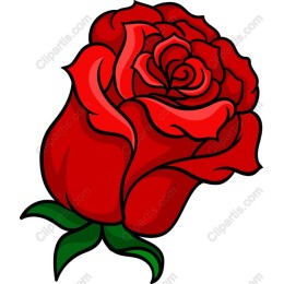 Exquisite Red Rose