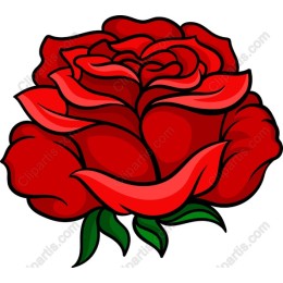 Vibrant Red Rose