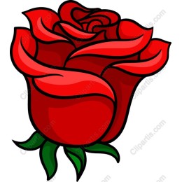 Elegant Red Rose