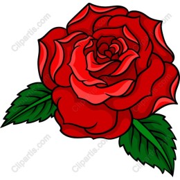 Vibrant Red Rose