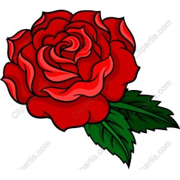 Stunning Red Rose