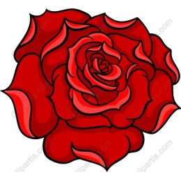 Elegant Red Rose